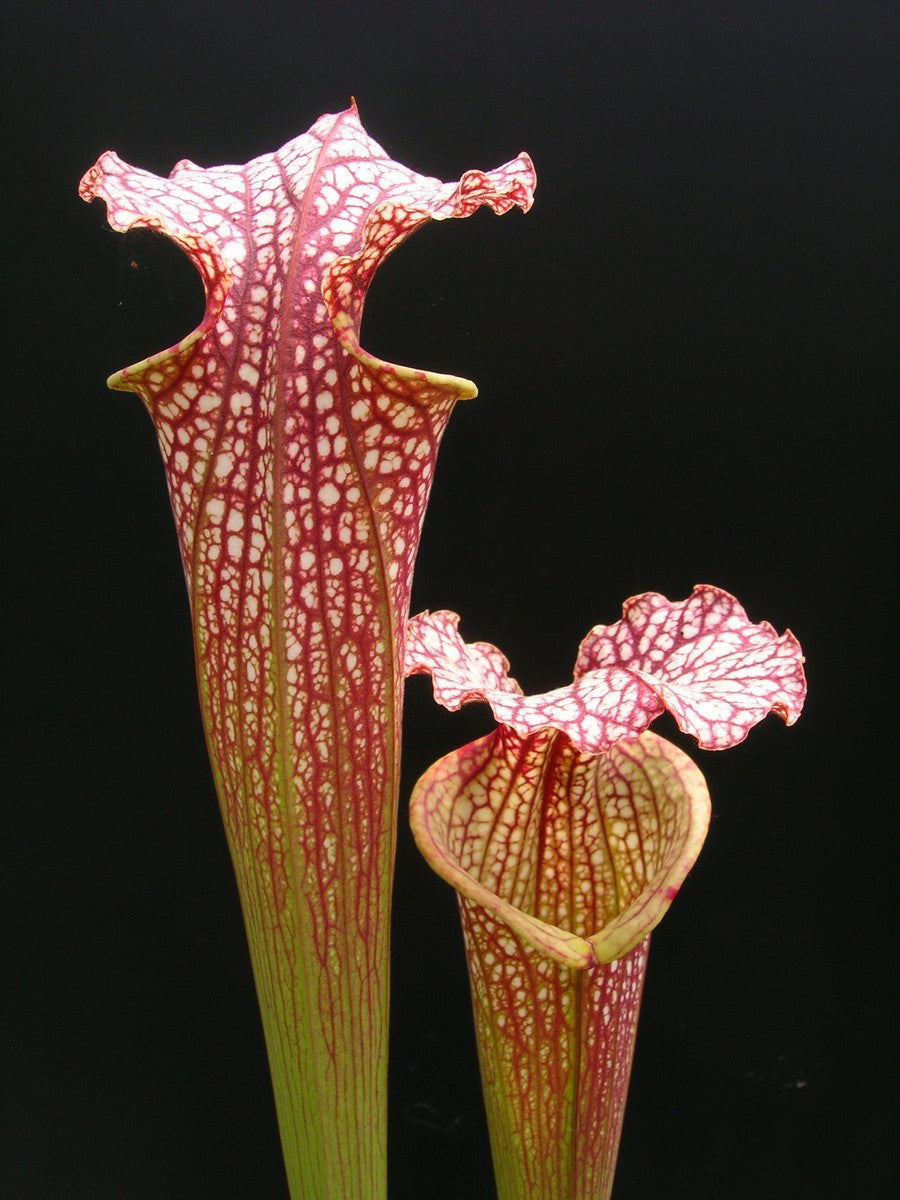 S.x moorei ,very large H92 MK