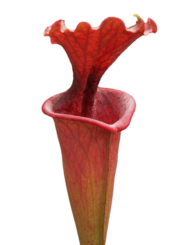 S.x moorei "all red "  H61 MK