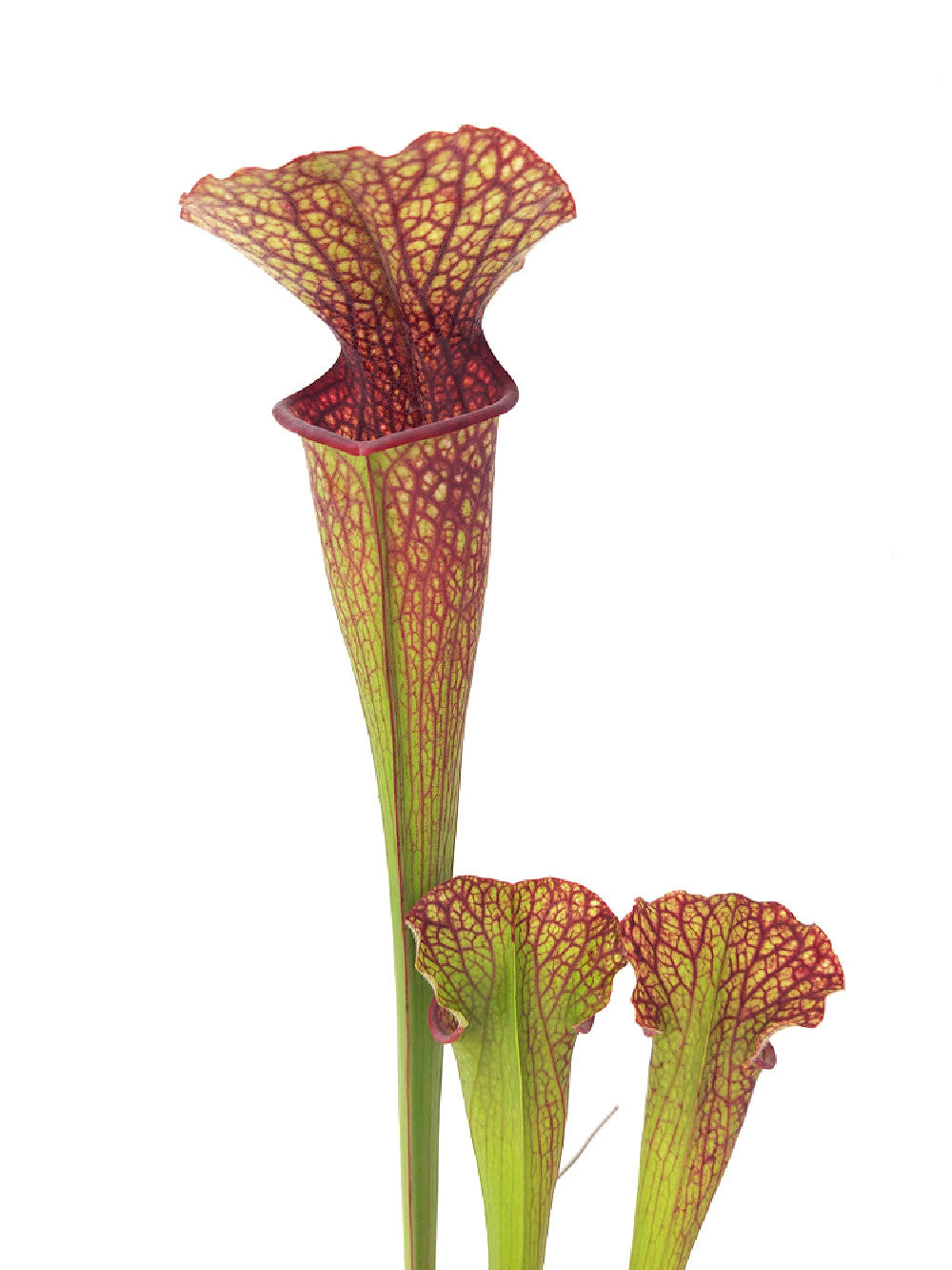 S.x oreophila x leucophylla  (Altair)