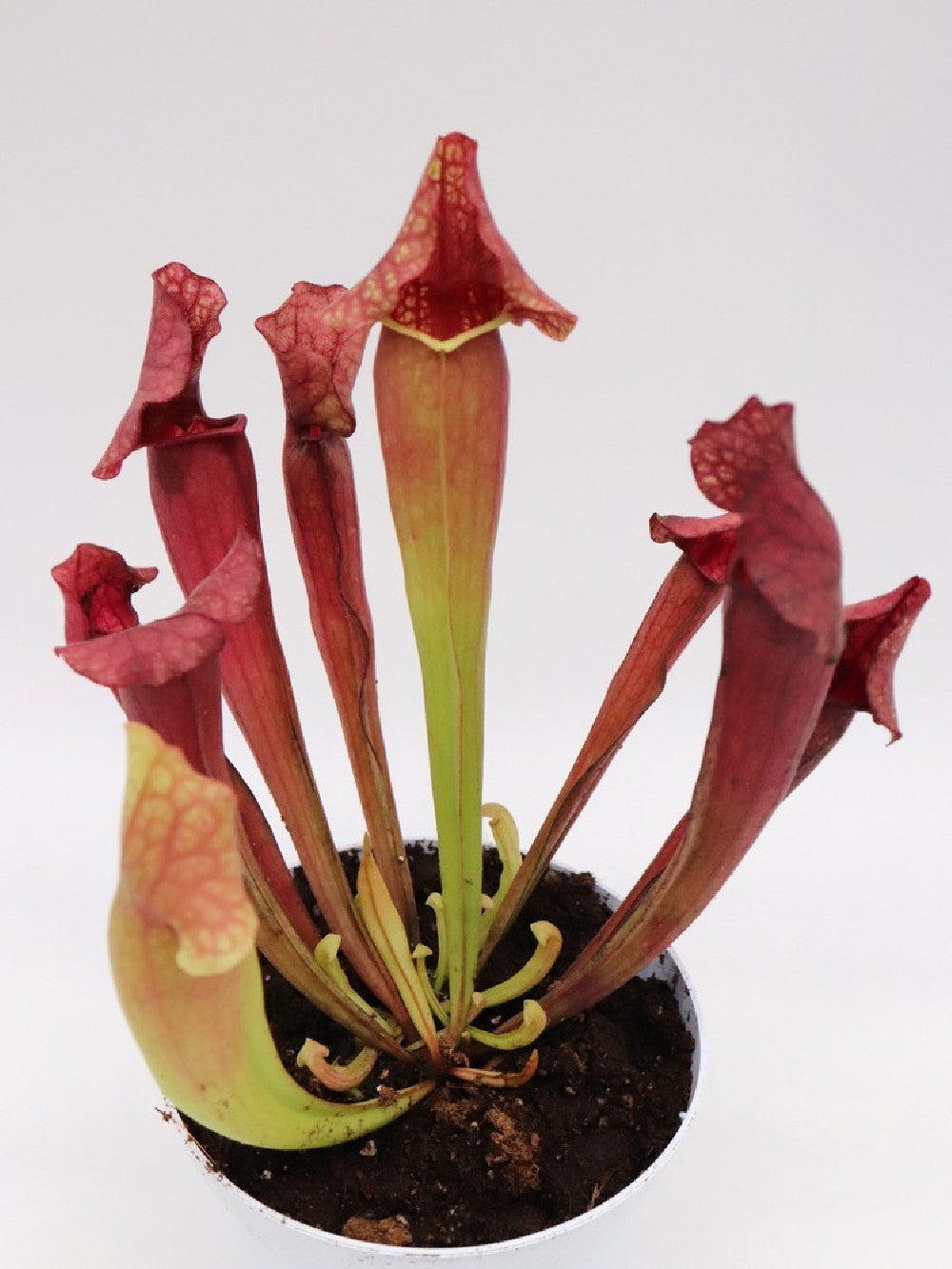 S.x "purpurea hybrid red"