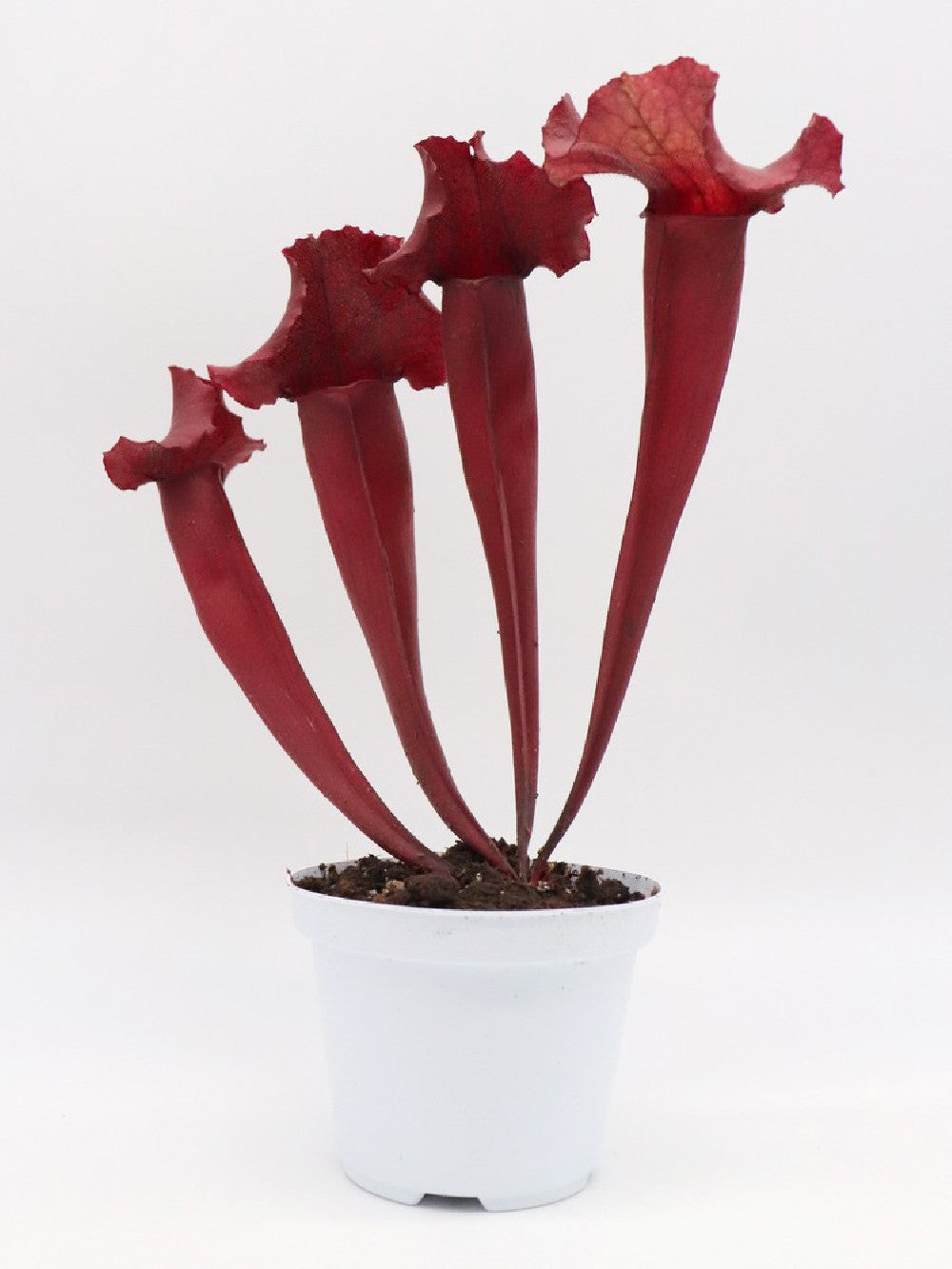 S.x purpurea ssp. venosa x leucophylla "All red"