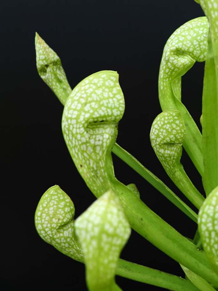 S.x wrigleyana "Giant" f. viridescens