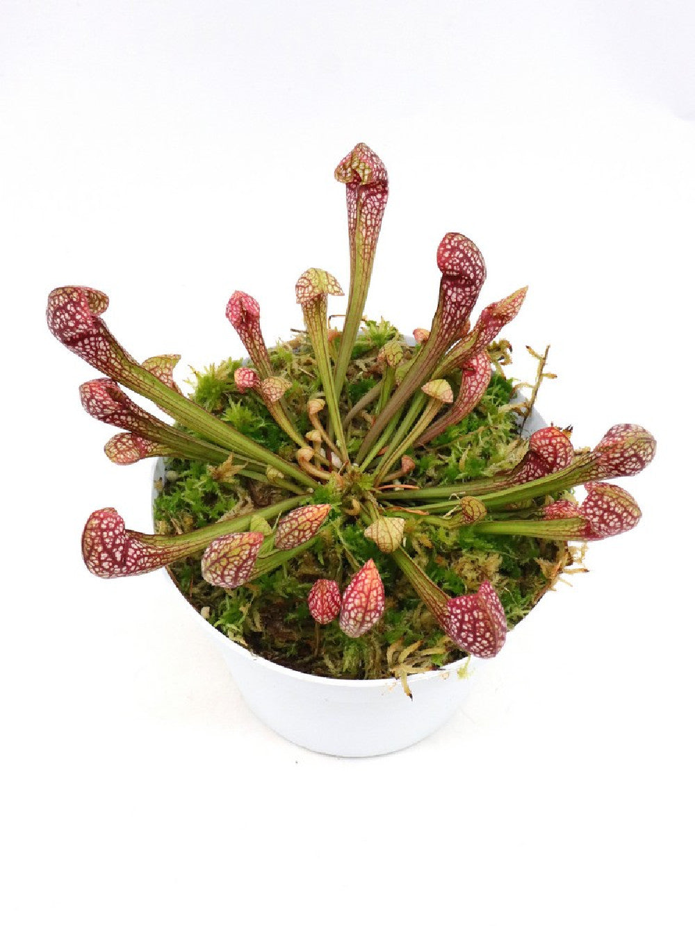 S.x "wrigleyana" large size in sfagno vivo