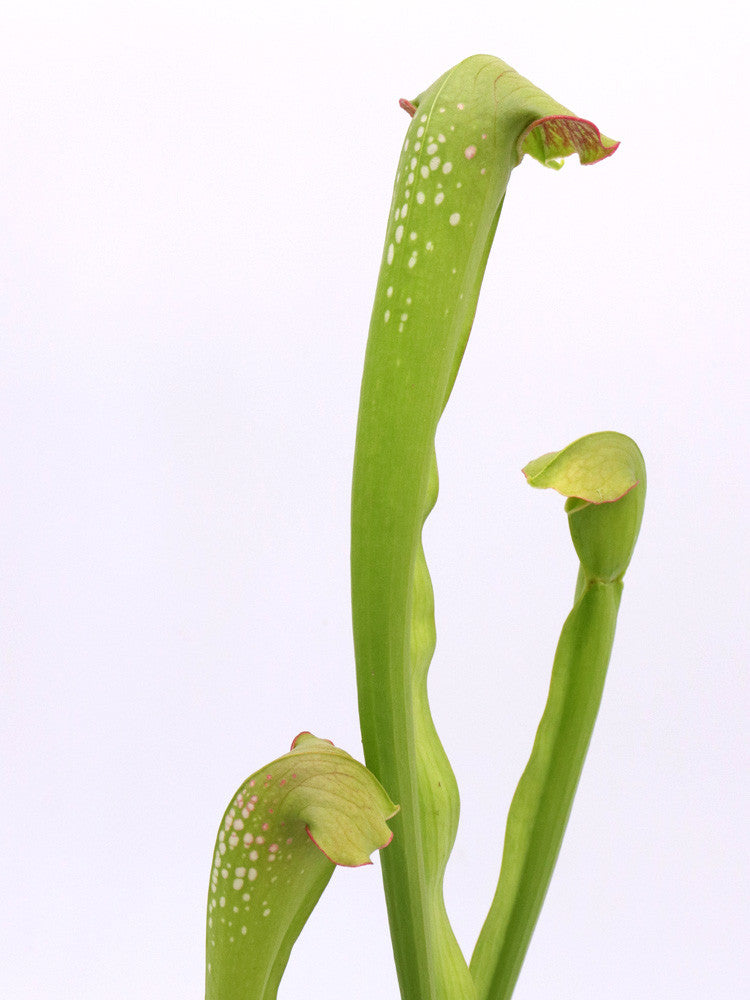 S.x wrigleyana x excellens  "yellow flower"