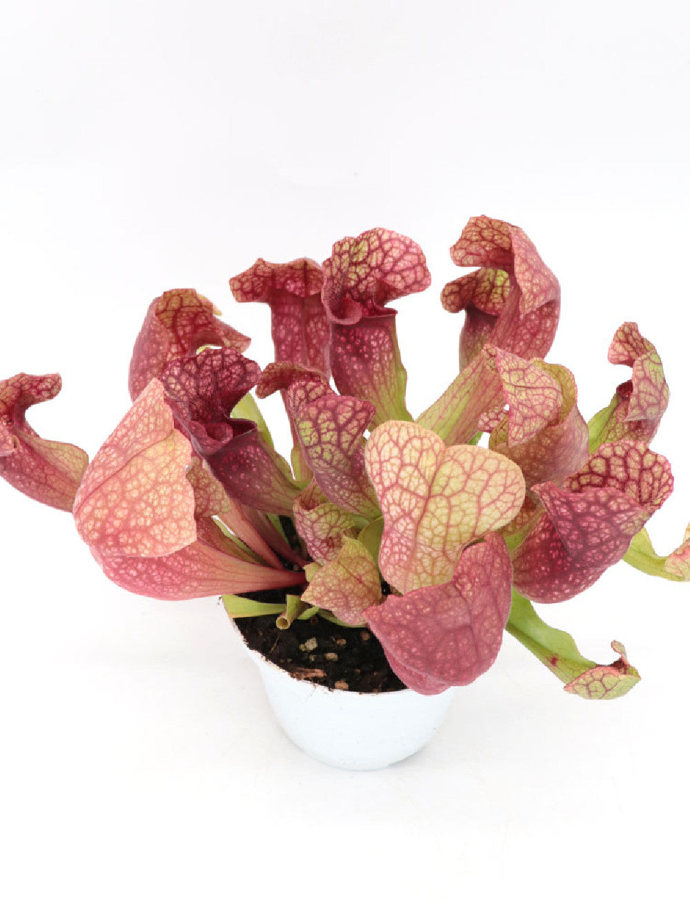 S.x "wrigleyana" x purpurea ssp. venosa  GC Seedgrow