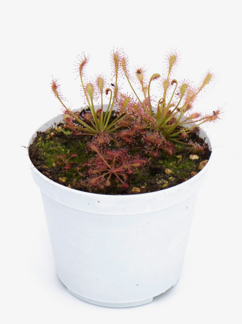 SEMI FRESCHI di DROSERA INTERMEDIA