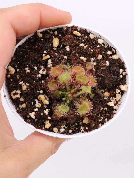 SEMI FRESCHI di DROSERA ROTUNDIFOLIA