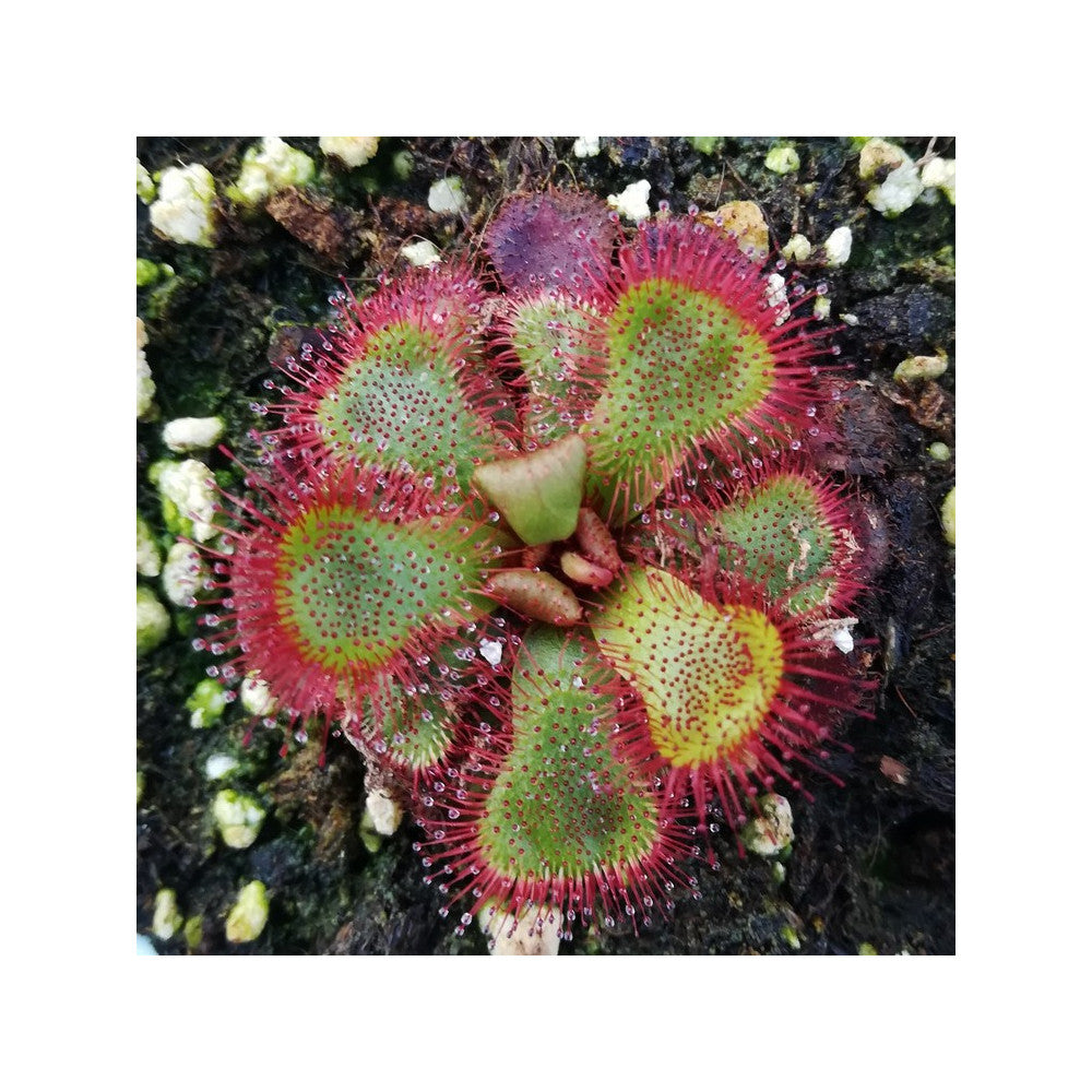 SEMI FRESCHI di DROSERA SLACKII