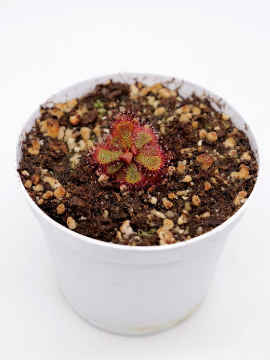 SEMI FRESCHI di DROSERA SLACKII