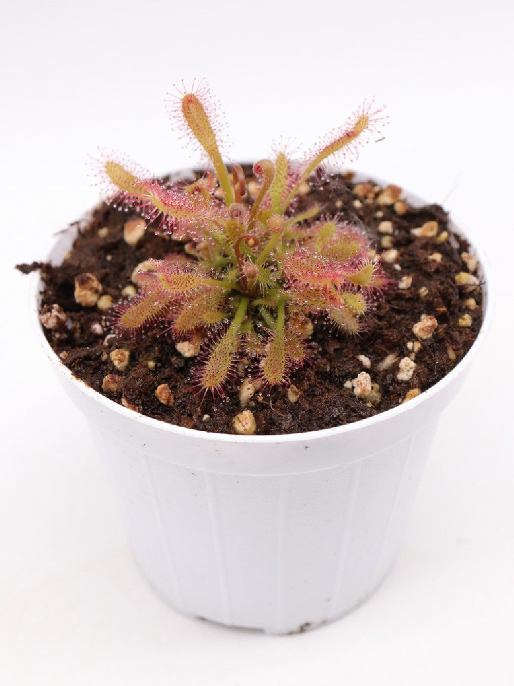 SEMI FRESCHI di Drosera riparia