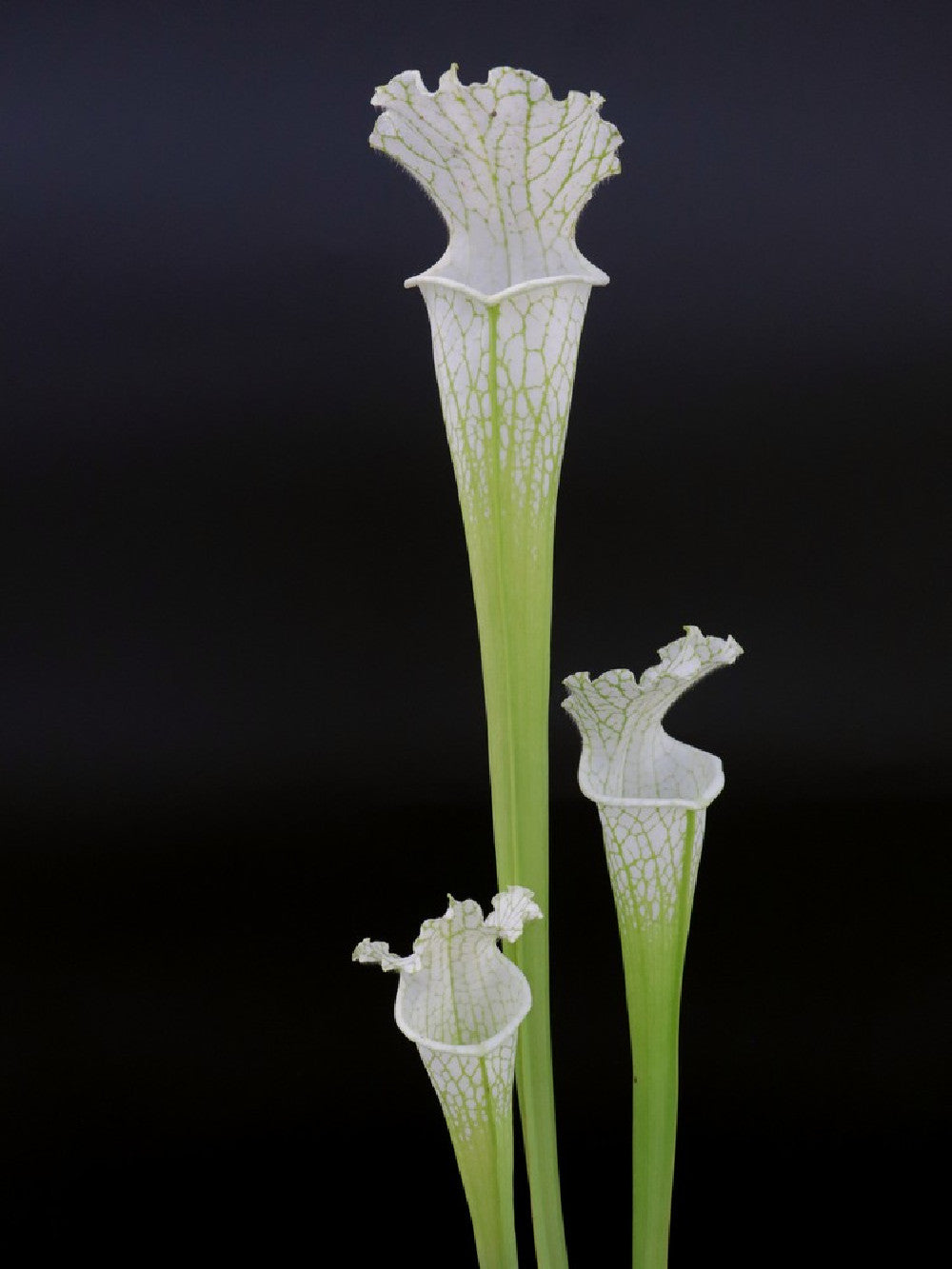 SEMI FRESCHI di SARRACENIA LEUCOPHYLLA X OP