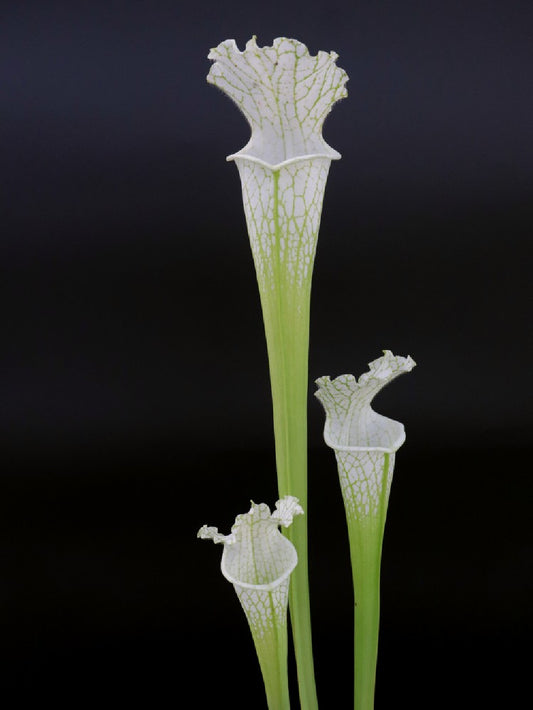 SEMI FRESCHI di SARRACENIA LEUCOPHYLLA X OP