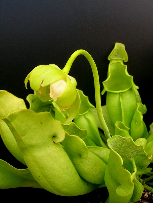 SEMI FRESCHI di SARRACENIA PURPUREA SSP. PURPUREA F. HETEROPHYLLA