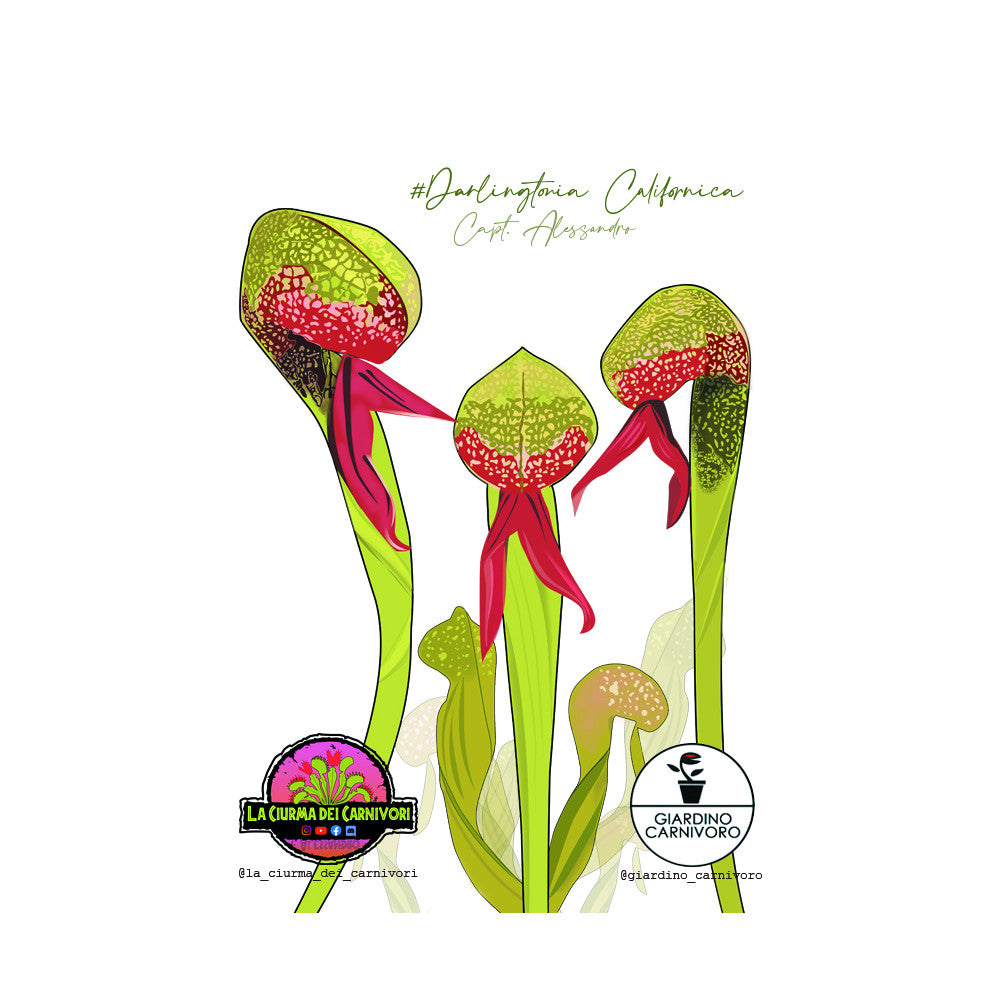 STICKER DARLINGTONIA  6 CM X 8,3 CM