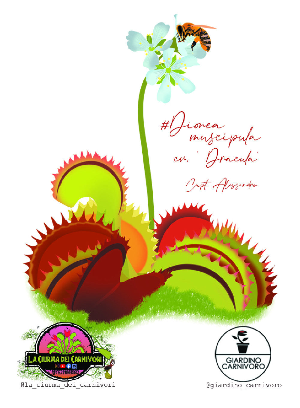 STICKER DIONAEA DRACULA  6 CM X 8,3 CM