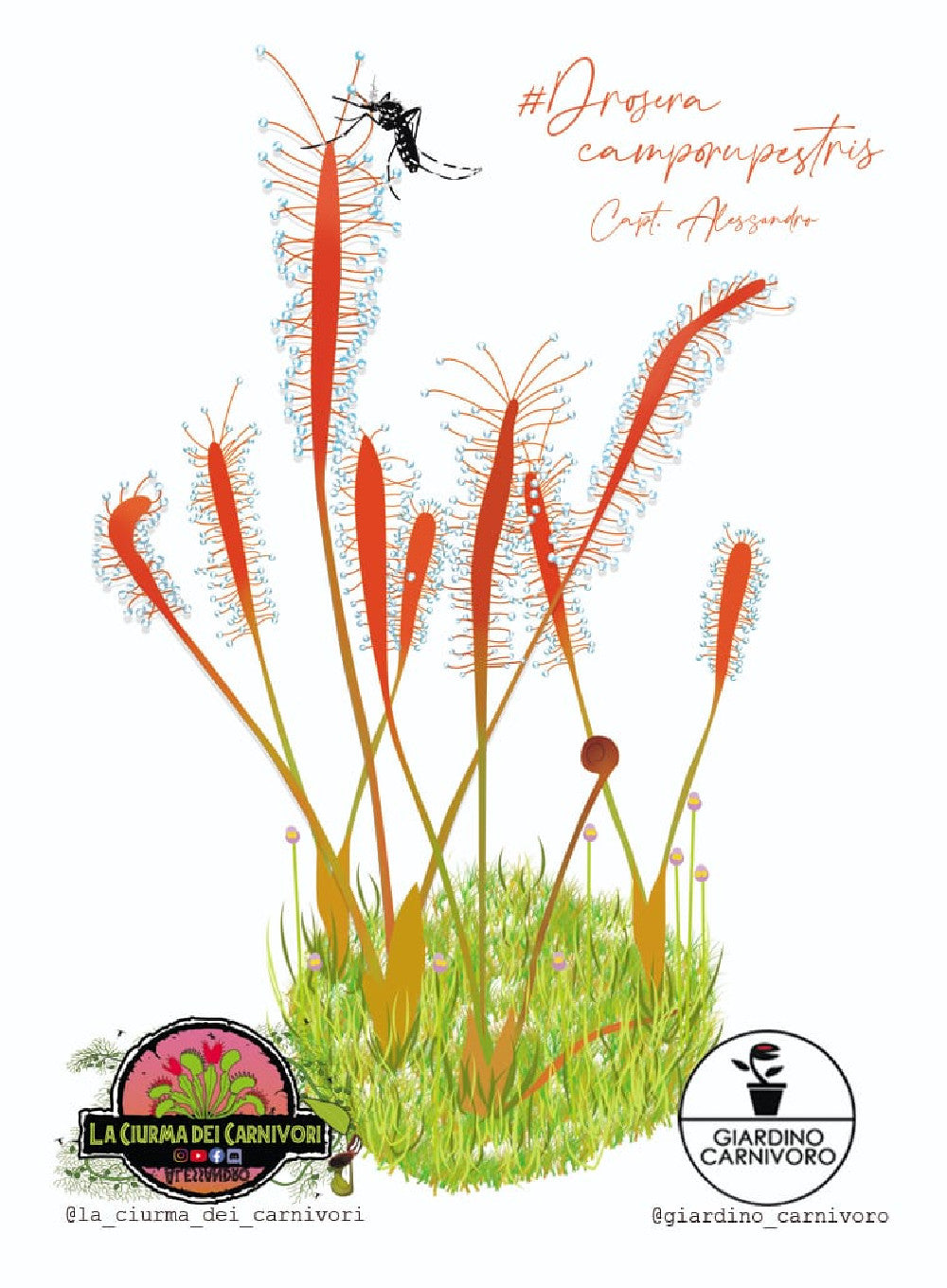 STICKER DROSERA  6 CM X 8,3 CM