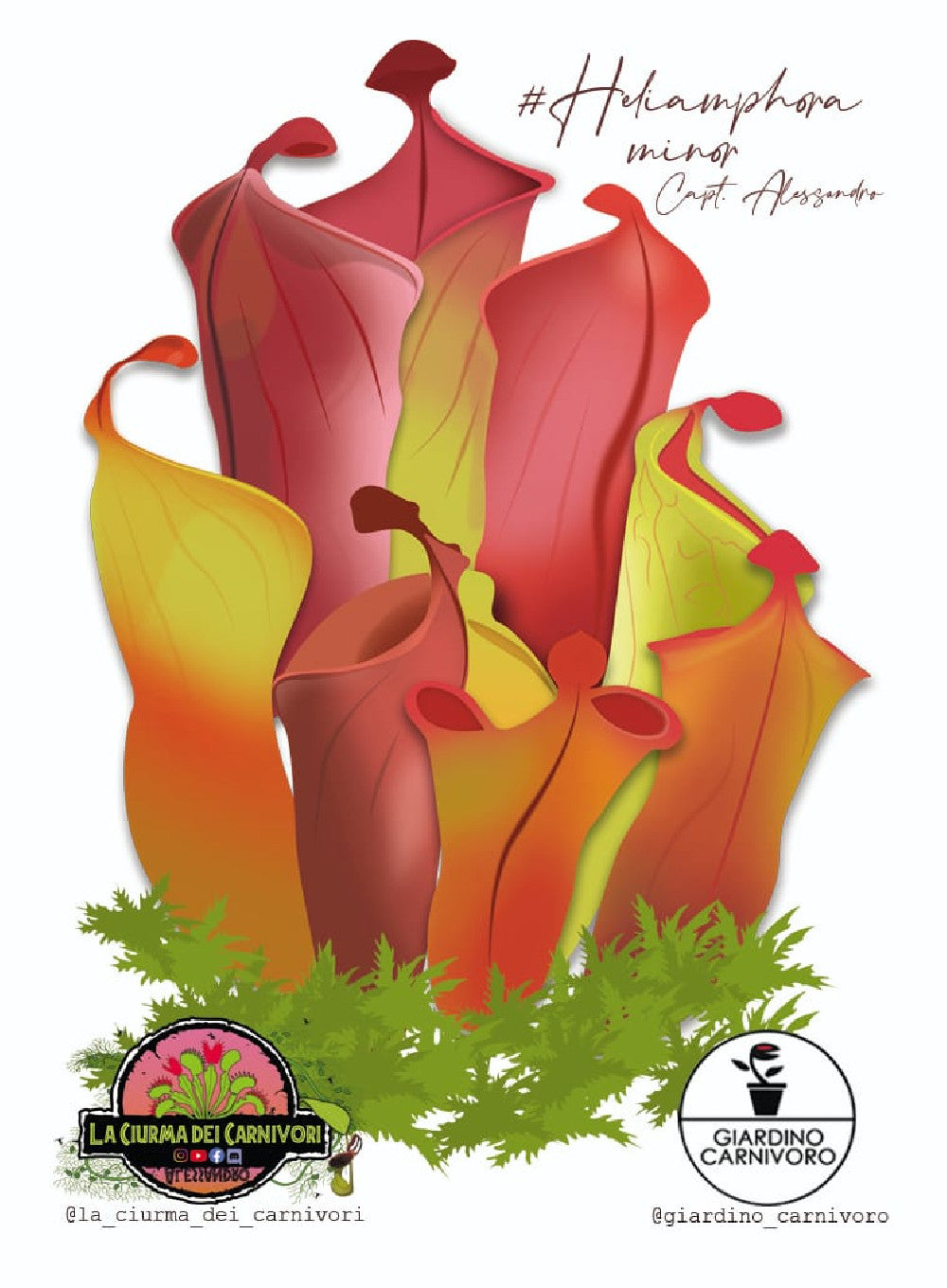 STICKER HELIAMPHORA MINOR  6 CM X 8,3 CM