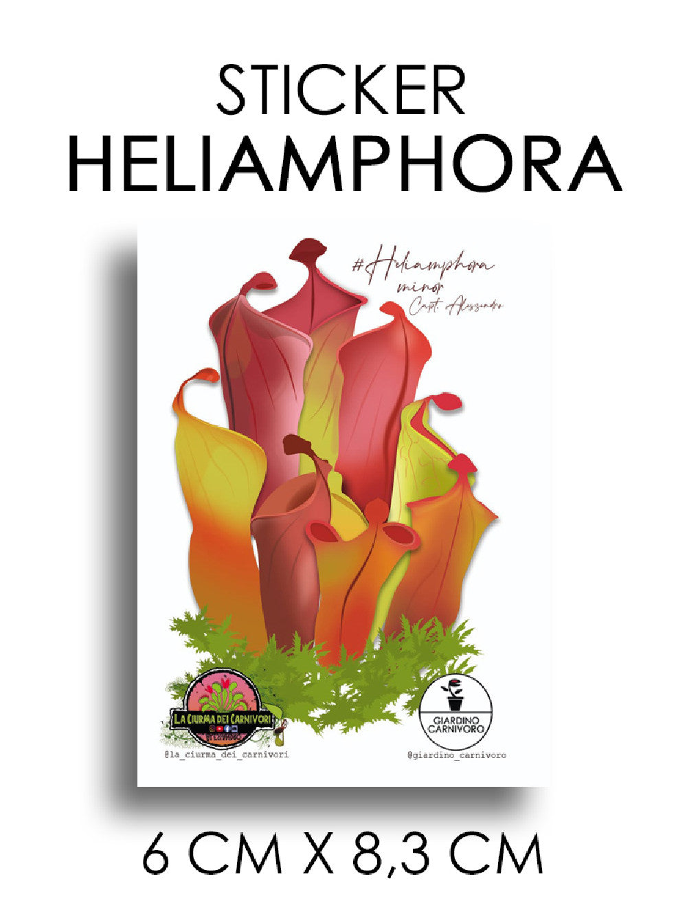 STICKER HELIAMPHORA MINOR  6 CM X 8,3 CM