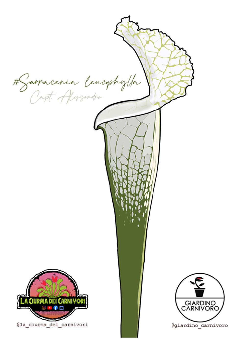 STICKER LEUCOPHYLLA  6 CM X 8,3 CM