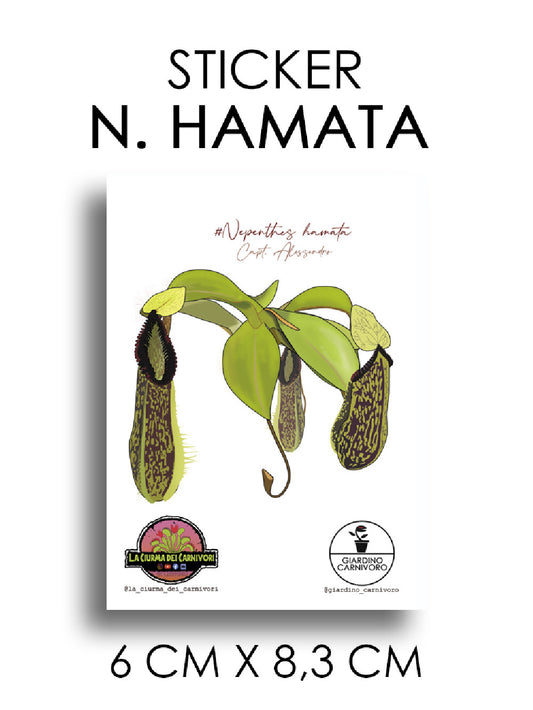 STICKER NEPENTHES HAMATA  6 CM X 8,3 CM