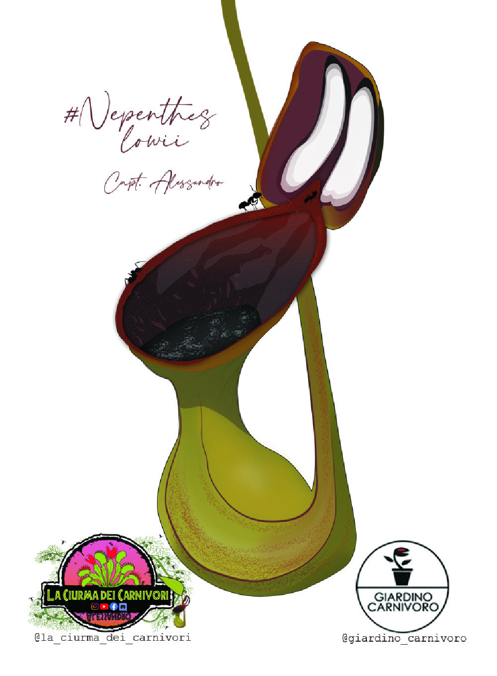 STICKER NEPENTHES LOWII  6 CM X 8,3 CM