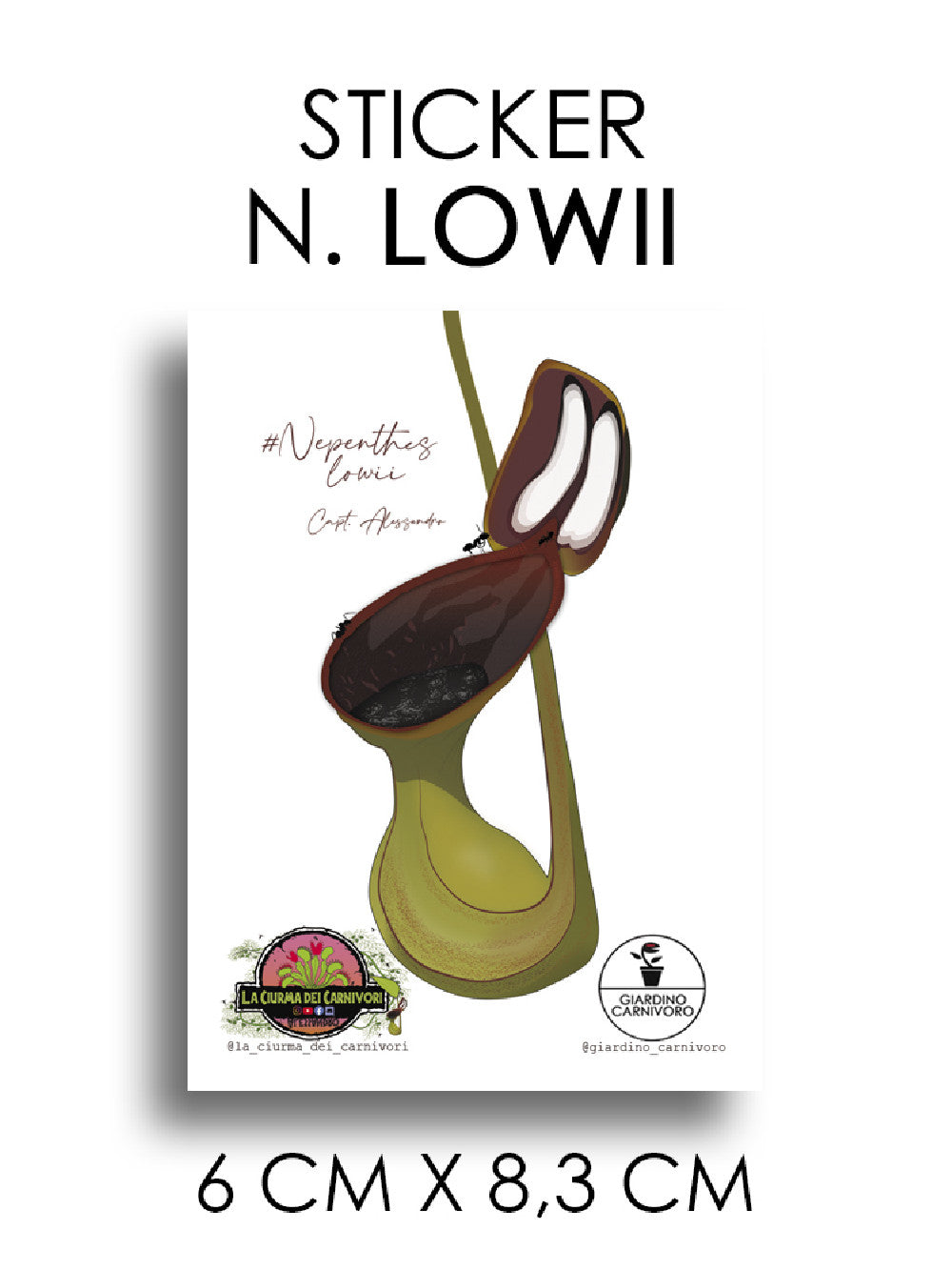 STICKER NEPENTHES LOWII  6 CM X 8,3 CM