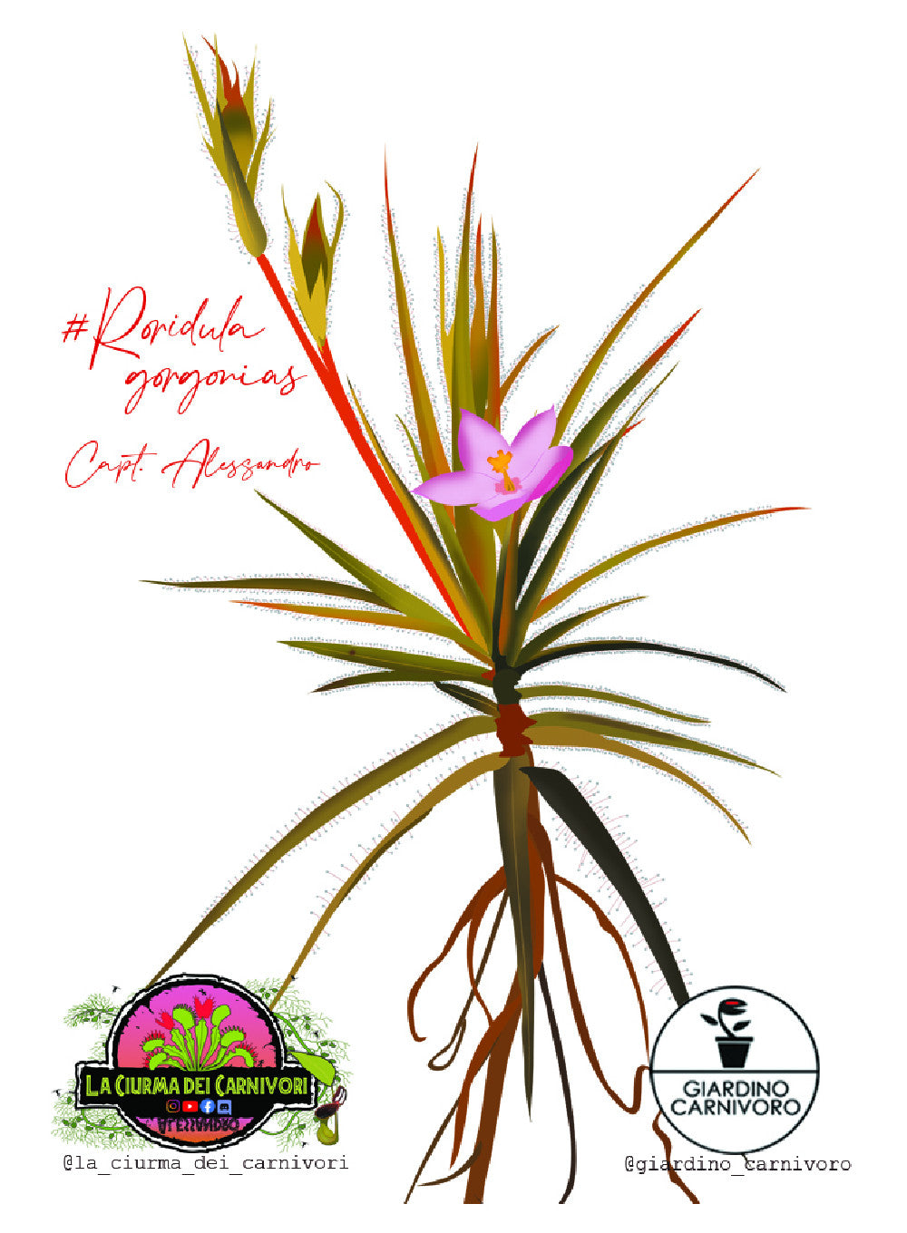 STICKER RORIDULA GORGONIAS  6 CM X 8,3 CM