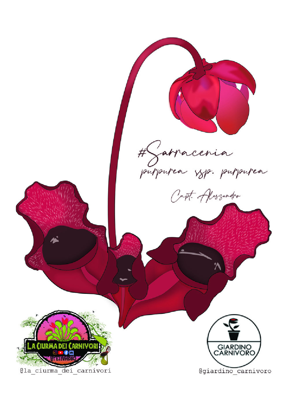 STICKER SARRACENIA PURPUREA  6 CM X 8,3 CM