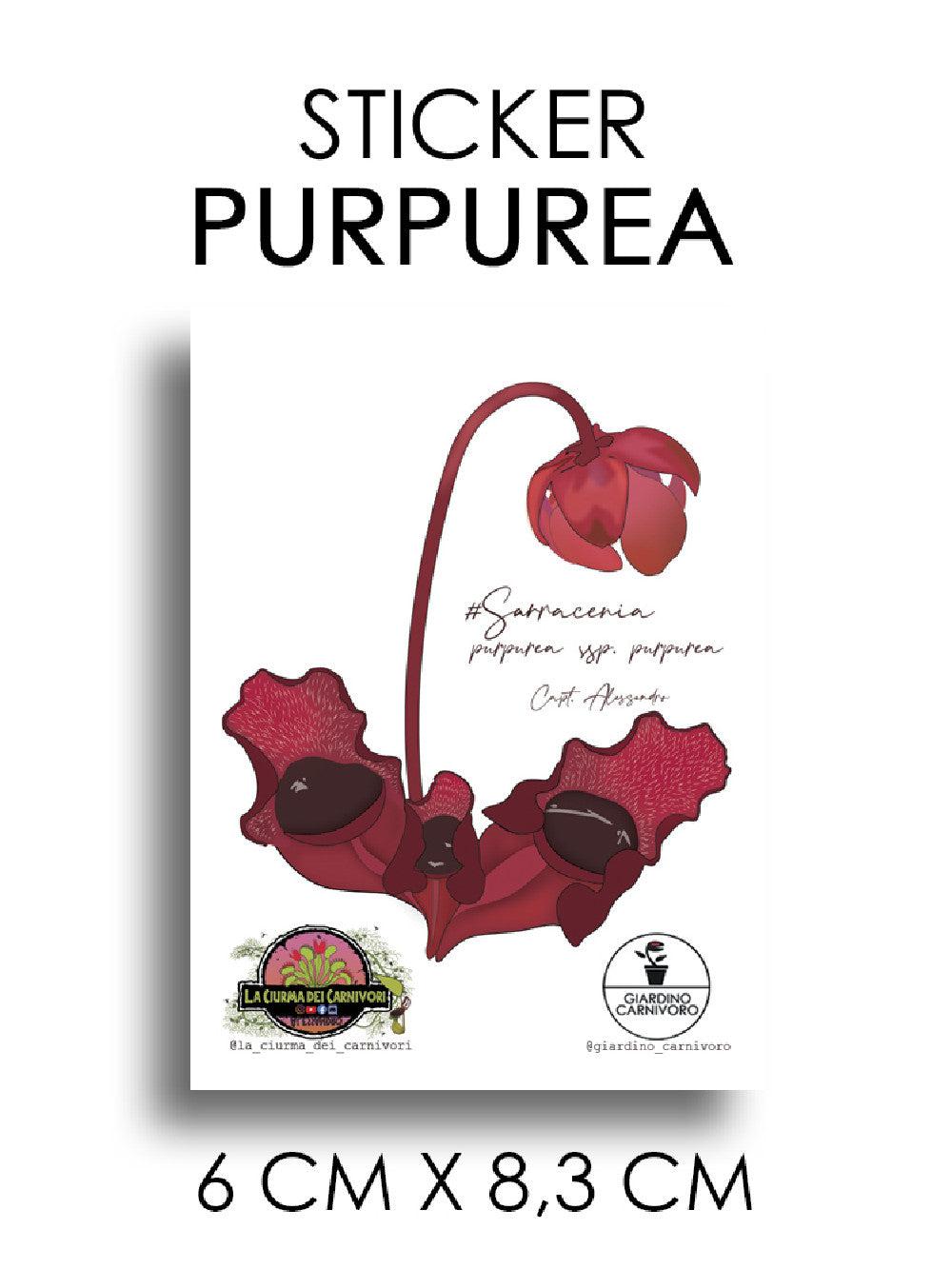 STICKER SARRACENIA PURPUREA  6 CM X 8,3 CM