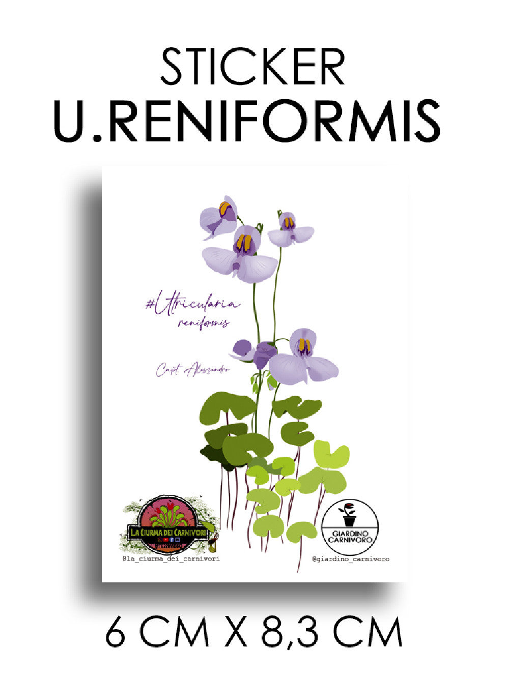 STICKER UTRICULARIA RENIFORMIS  6 CM X 8,3 CM