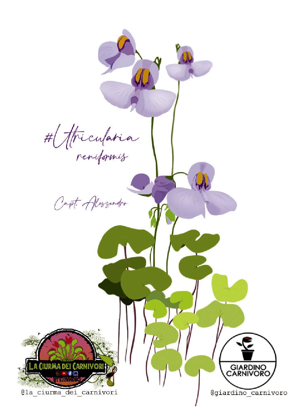 STICKER UTRICULARIA RENIFORMIS  6 CM X 8,3 CM