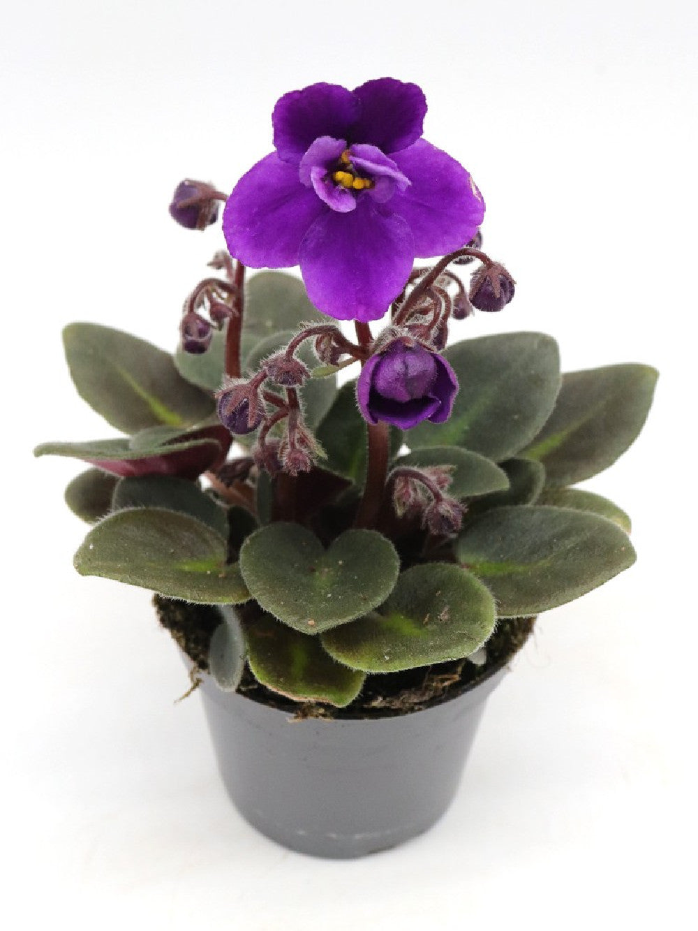 Saintpaulia ionantha "Mini" purple flower