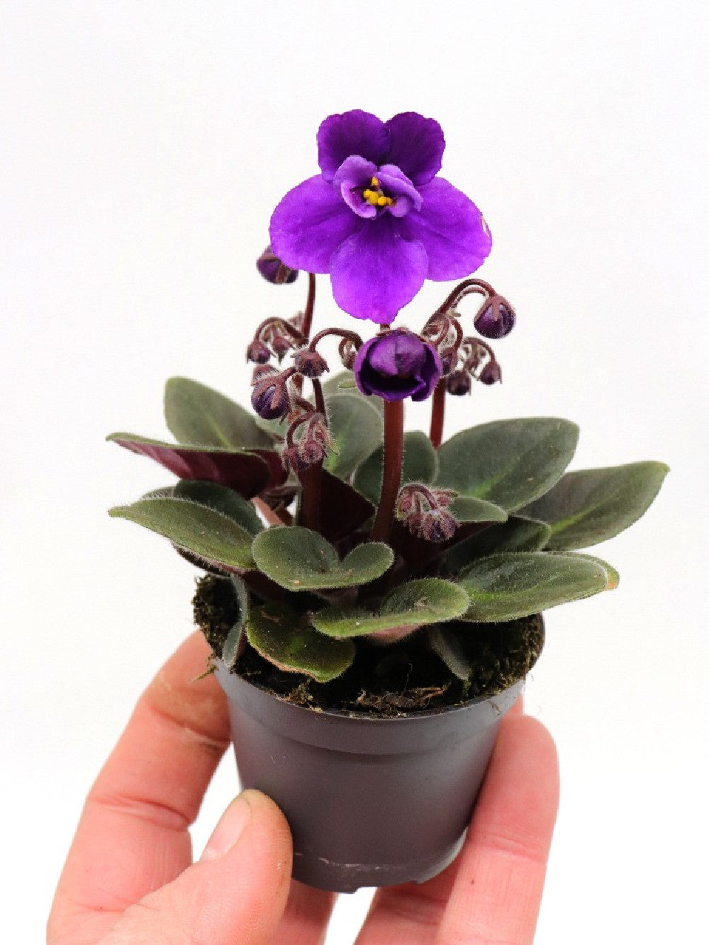 Saintpaulia ionantha "Mini" purple flower