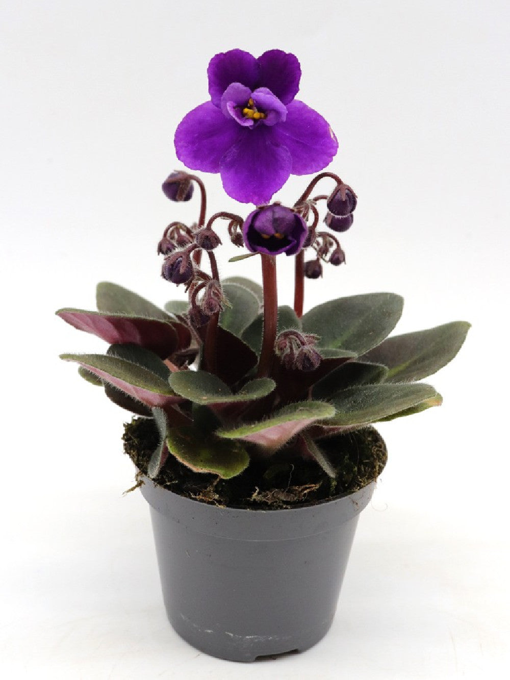 Saintpaulia ionantha "Mini" purple flower