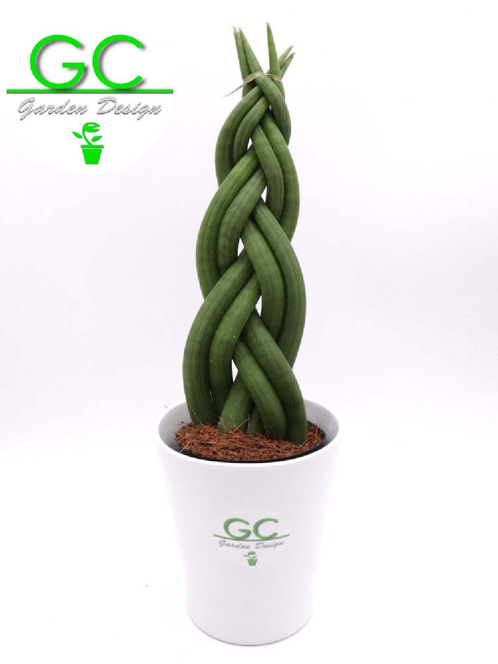 Sanseveria "Twister"