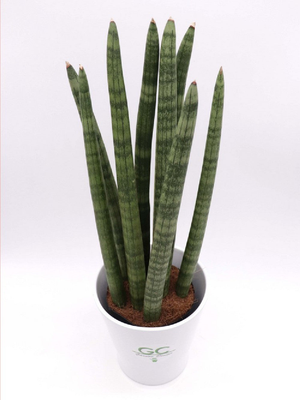 Sanseveria forma tubolare