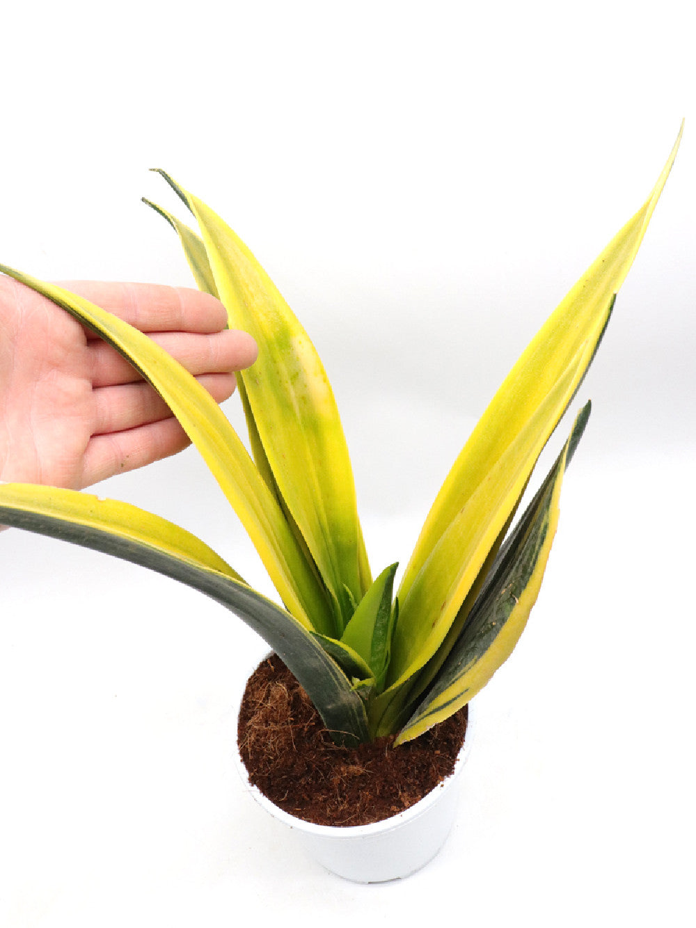 Sansevieria "Golden Flame"