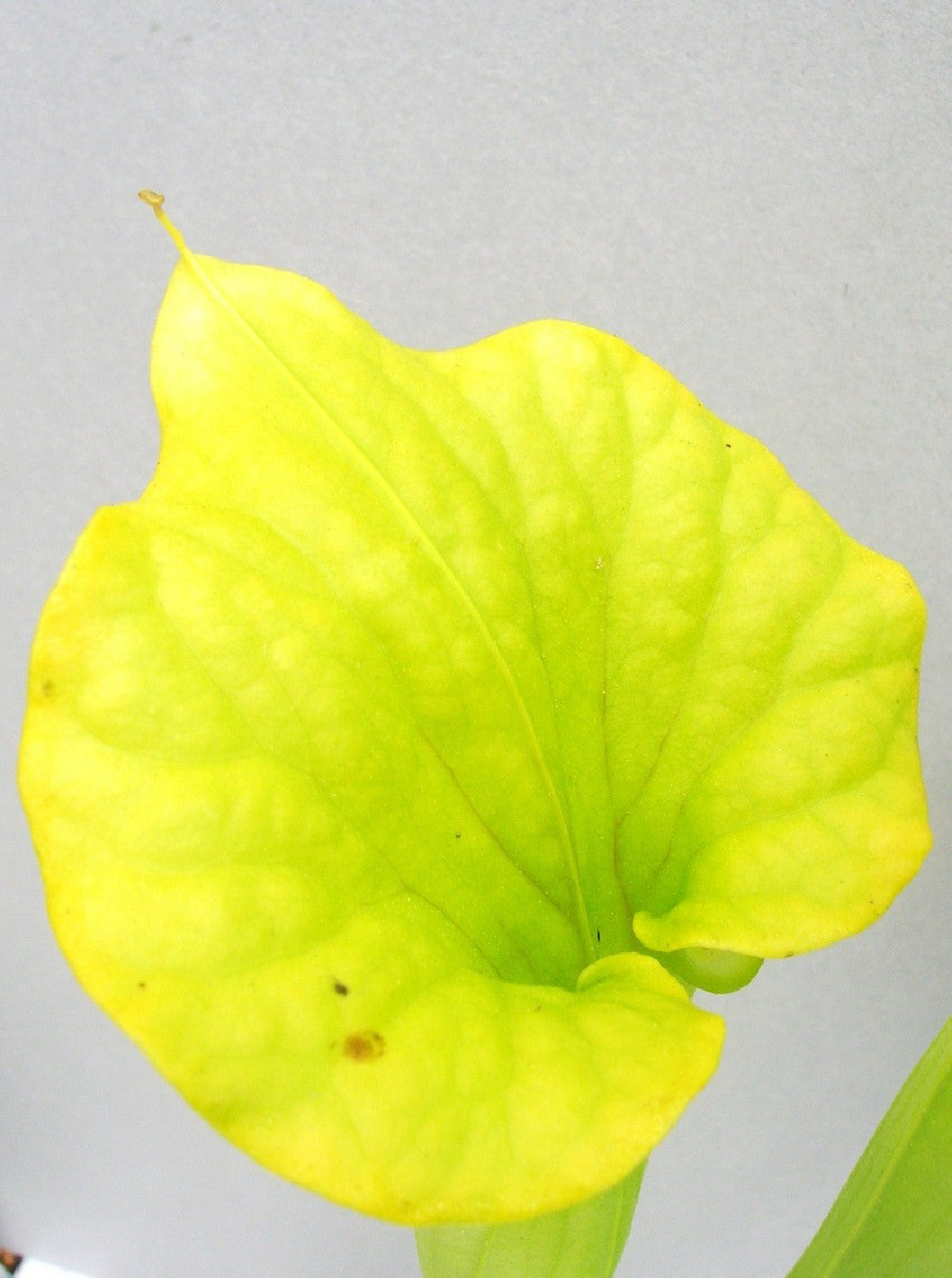 Sarracenia flava "Goldie" x SELF