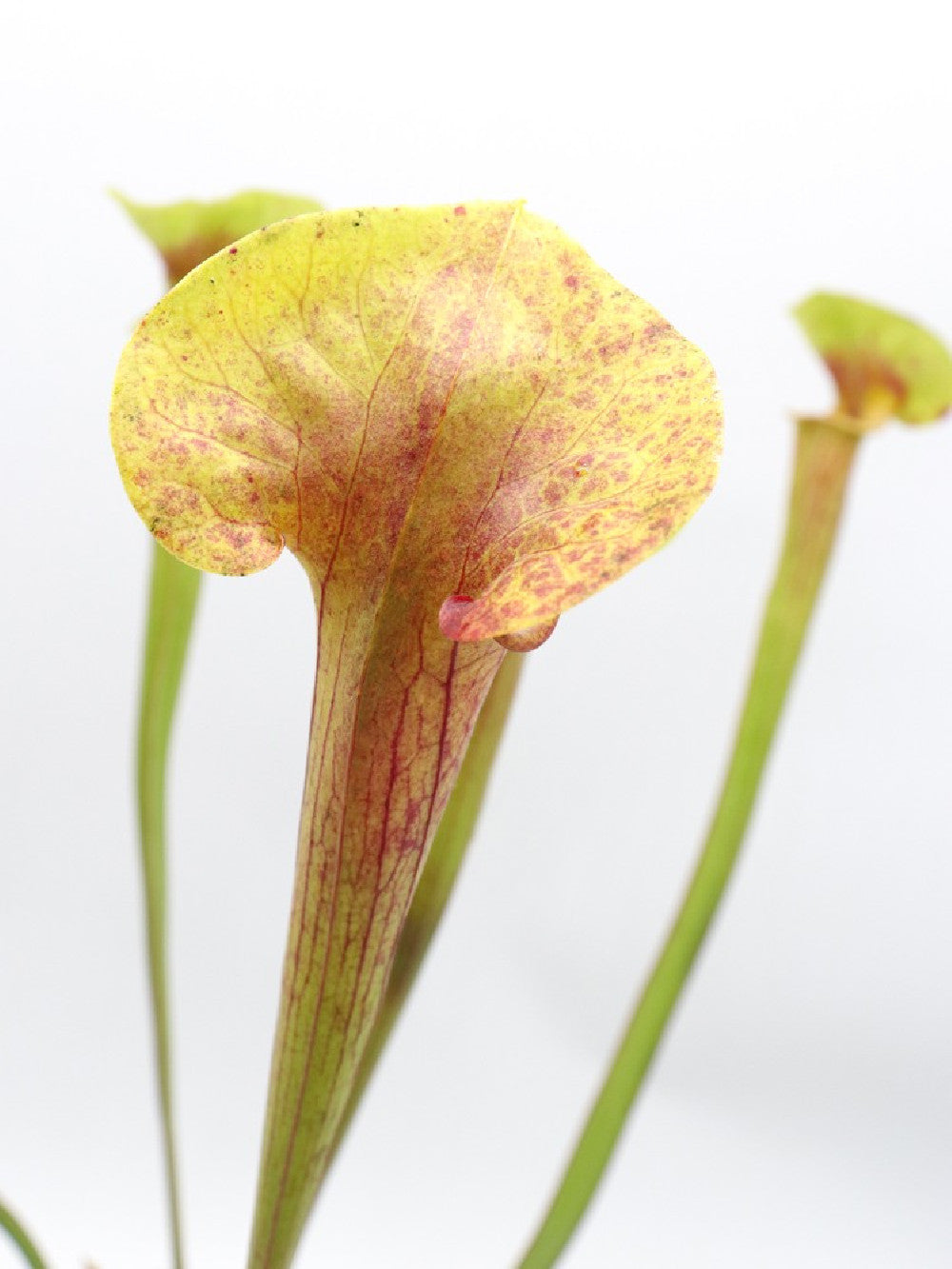 Sarracenia flava "Inverted vein"