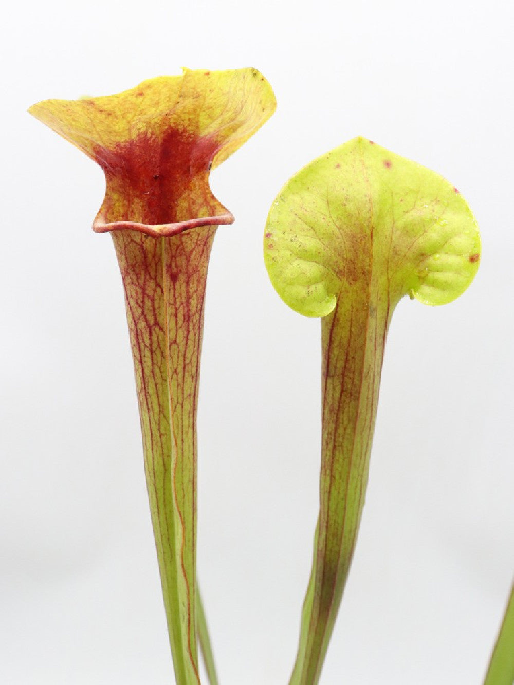 Sarracenia flava "Inverted vein"
