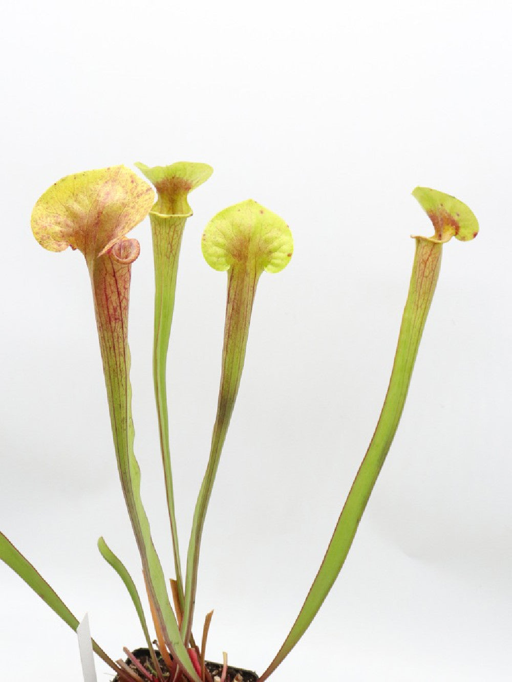 Sarracenia flava "Inverted vein"