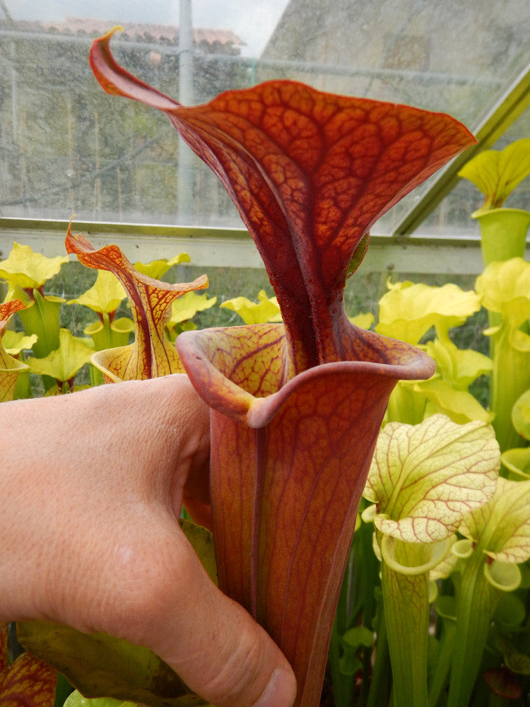 Sarracenia flava var. atropurpurea F131C Srba