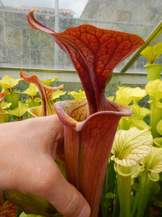Sarracenia flava var. atropurpurea F131C Srba