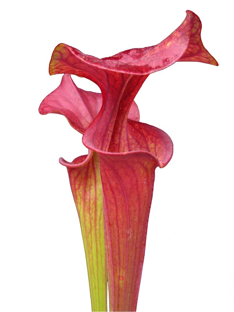 Sarracenia flava var. atropurpurea F134 MK