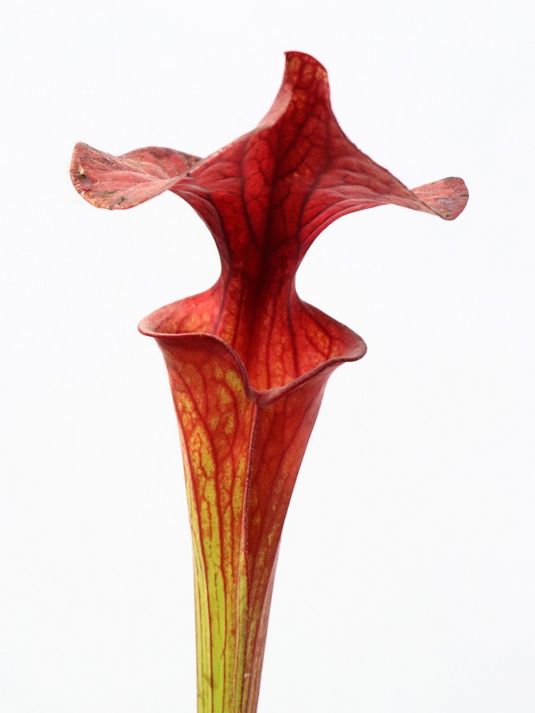 Sarracenia flava var. atropurpurea F152 MK