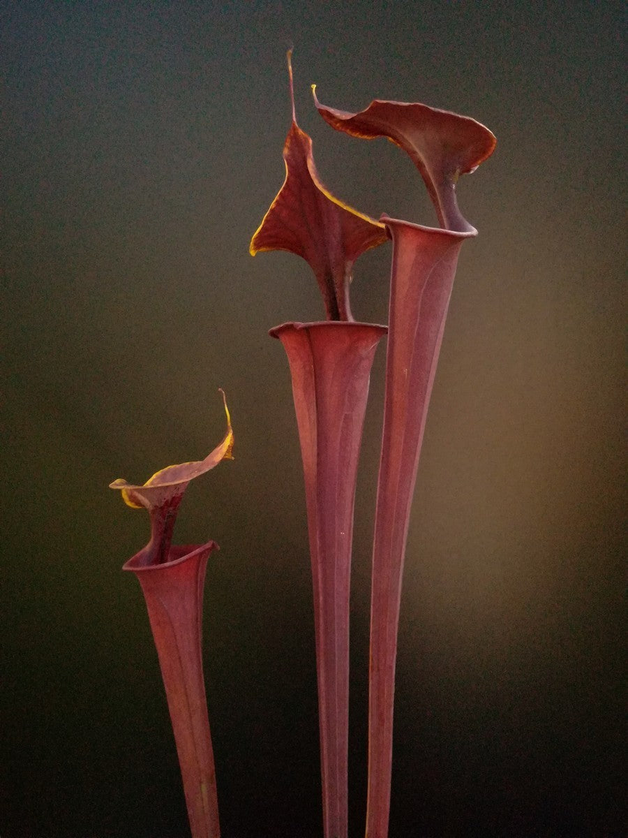 Sarracenia flava var. atropurpurea F174 MK
