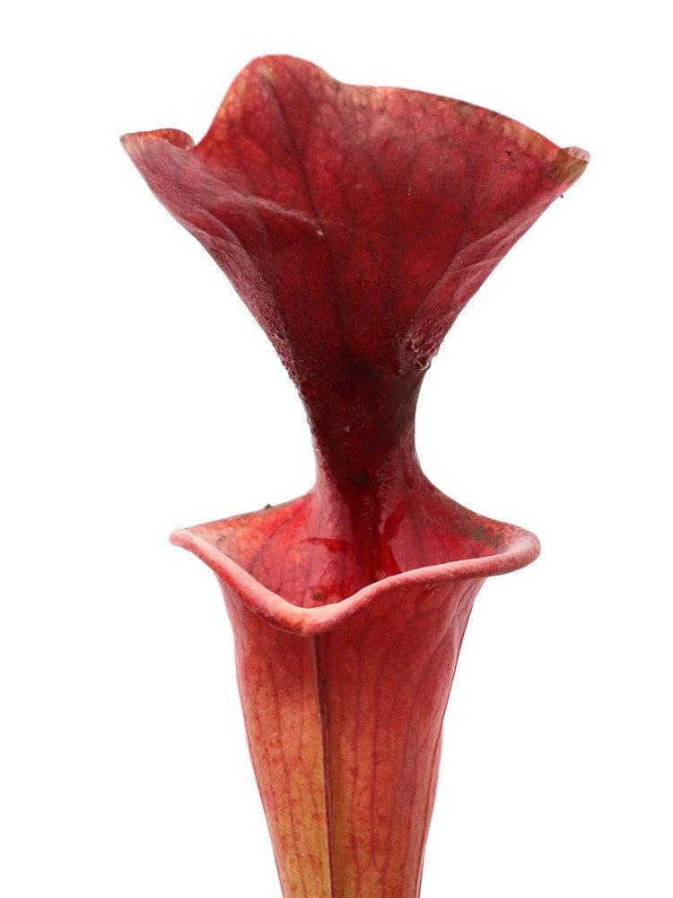 Sarracenia flava var. atropurpurea F27A MK