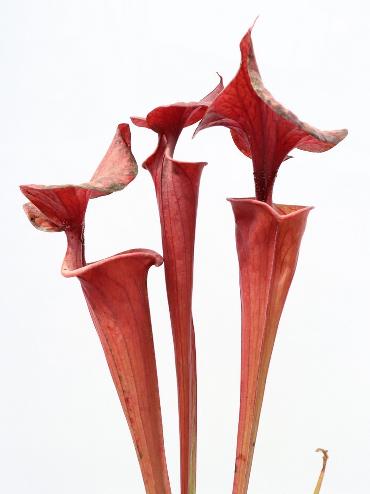Sarracenia flava var. atropurpurea F280 MK  Nr.Columbia