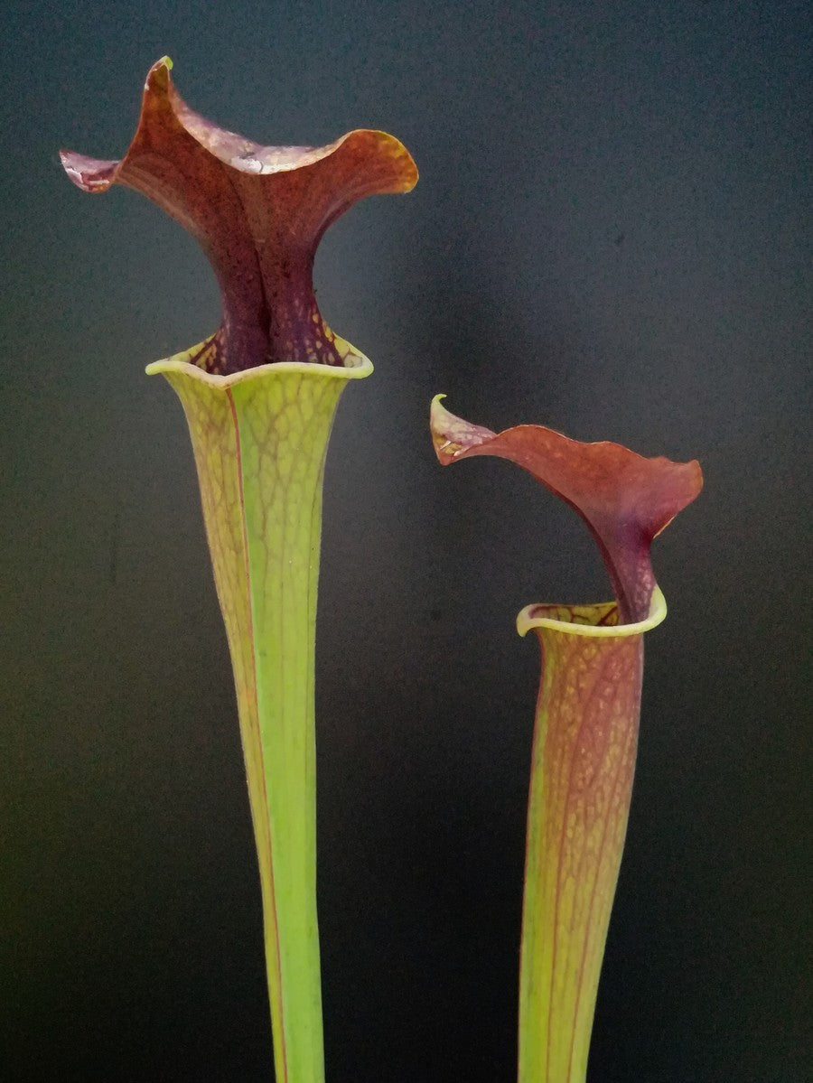 Sarracenia flava var. atropurpurea "Pazuzu nurseries"