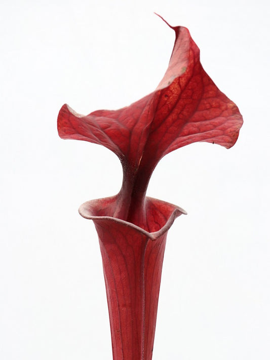 Sarracenia flava var. atropurpurea SFA01